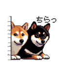 ドット絵 なかよし 柴犬 黒柴 40種（個別スタンプ：27）