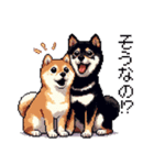 ドット絵 なかよし 柴犬 黒柴 40種（個別スタンプ：30）