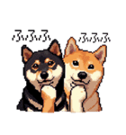 ドット絵 なかよし 柴犬 黒柴 40種（個別スタンプ：34）