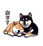 ドット絵 なかよし 柴犬 黒柴 40種（個別スタンプ：37）