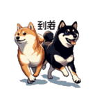 ドット絵 なかよし 柴犬 黒柴 40種（個別スタンプ：40）