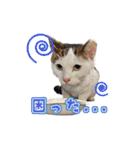 ひろねこCat and Talkの愉快な仲間たち（個別スタンプ：12）