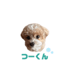 #あたちこはくっていうねん（個別スタンプ：16）
