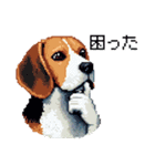 ドット絵 ビーグル 犬 40種（個別スタンプ：25）