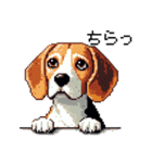 ドット絵 ビーグル 犬 40種（個別スタンプ：28）