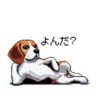 ドット絵 ビーグル 犬 40種（個別スタンプ：36）