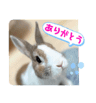 ふゆと＆モンチ＆プチきなこ（個別スタンプ：6）