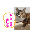 ふゆと＆モンチ＆プチきなこ（個別スタンプ：7）