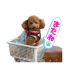 ふゆと＆モンチ＆プチきなこ（個別スタンプ：11）
