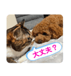 ふゆと＆モンチ＆プチきなこ（個別スタンプ：15）