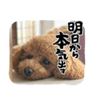 ふゆと＆モンチ＆プチきなこ（個別スタンプ：23）