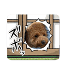 ふゆと＆モンチ＆プチきなこ（個別スタンプ：25）