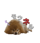 ぽろぞう〜日常スタンプ〜（個別スタンプ：3）