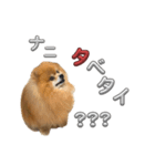 ぽろぞう〜日常スタンプ〜（個別スタンプ：7）