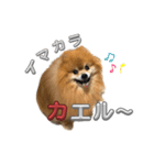 ぽろぞう〜日常スタンプ〜（個別スタンプ：8）