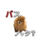 ぽろぞう〜日常スタンプ〜（個別スタンプ：9）