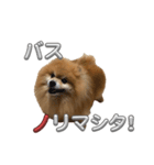 ぽろぞう〜日常スタンプ〜（個別スタンプ：10）