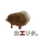 ぽろぞう〜日常スタンプ〜（個別スタンプ：11）