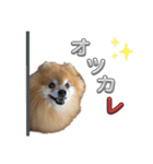 ぽろぞう〜日常スタンプ〜（個別スタンプ：22）