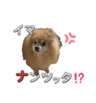 ぽろぞう〜日常スタンプ〜（個別スタンプ：24）