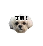 しろきんの使えるスタンプ（個別スタンプ：3）