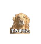 しろきんの使えるスタンプ（個別スタンプ：11）