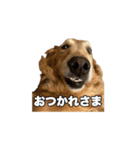 しろきんの使えるスタンプ（個別スタンプ：13）
