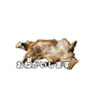 しろきんの使えるスタンプ（個別スタンプ：16）
