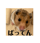 佐賀弁！（個別スタンプ：3）