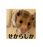 佐賀弁！（個別スタンプ：4）