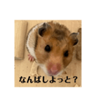 佐賀弁！（個別スタンプ：7）