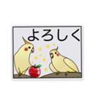 オカメインコのルっちゃん。ゆうゆう。（個別スタンプ：13）