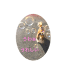 カワイイ❤️シェルティー（個別スタンプ：1）