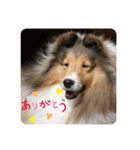 カワイイ❤️シェルティー（個別スタンプ：2）