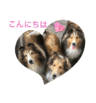 カワイイ❤️シェルティー（個別スタンプ：4）