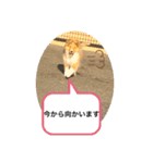 カワイイ❤️シェルティー（個別スタンプ：13）