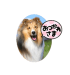 カワイイ❤️シェルティー（個別スタンプ：14）