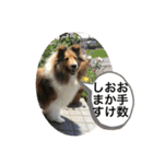 カワイイ❤️シェルティー（個別スタンプ：15）