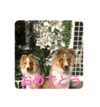 カワイイ❤️シェルティー（個別スタンプ：16）
