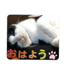 みるくん猫 日常1（個別スタンプ：3）