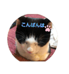 みるくん猫 日常1（個別スタンプ：12）