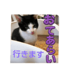 みるくん猫 日常2（個別スタンプ：9）