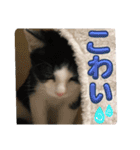 みるくん猫 日常2（個別スタンプ：15）