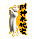 猫の新年の楽しみ超面白い春祭り 1（個別スタンプ：6）