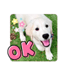 イングリッシュゴールデンの仔犬アレン君！（個別スタンプ：1）