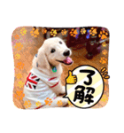 イングリッシュゴールデンの仔犬アレン君！（個別スタンプ：2）