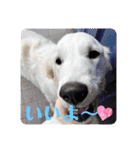 イングリッシュゴールデンの仔犬アレン君！（個別スタンプ：3）