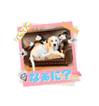 イングリッシュゴールデンの仔犬アレン君！（個別スタンプ：4）