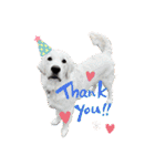 イングリッシュゴールデンの仔犬アレン君！（個別スタンプ：5）