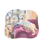 イングリッシュゴールデンの仔犬アレン君！（個別スタンプ：6）